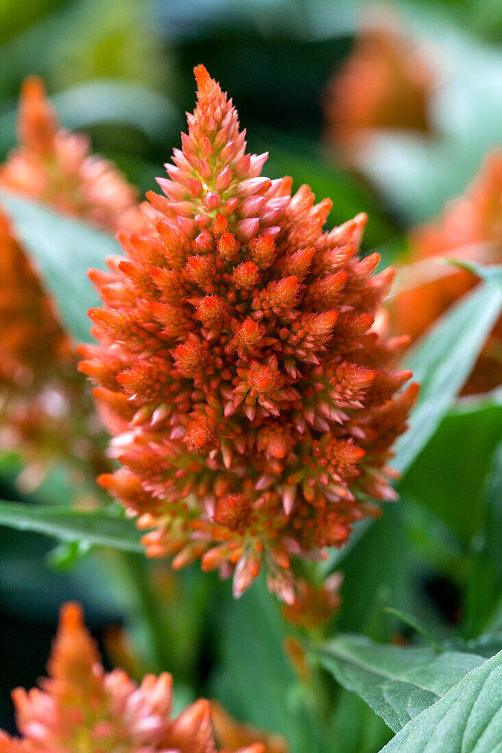 Celosia argentea 'Paleo'.