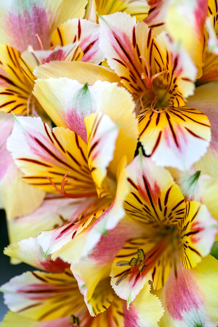 Alstroemeria Colorita® 'Sara'®