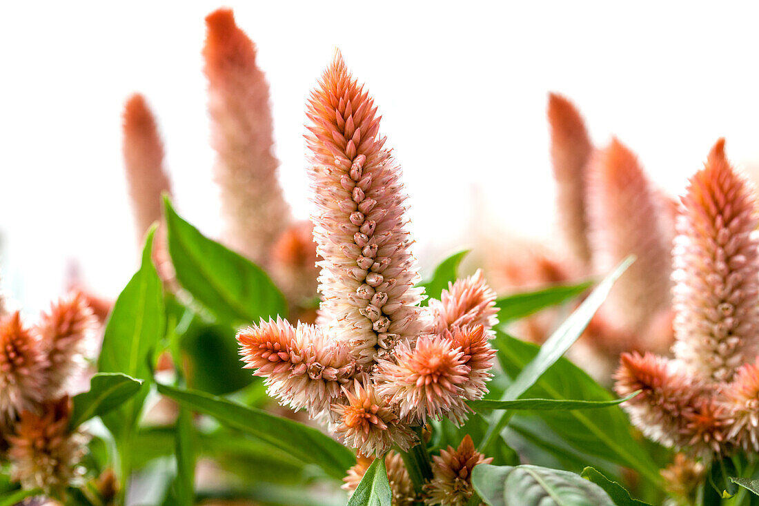 Celosia argentea Merida® 'Orange'