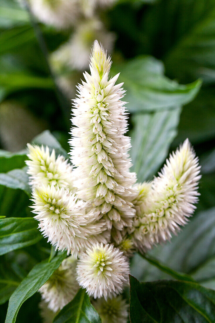 Celosia argentea Merida® 'Guyana'