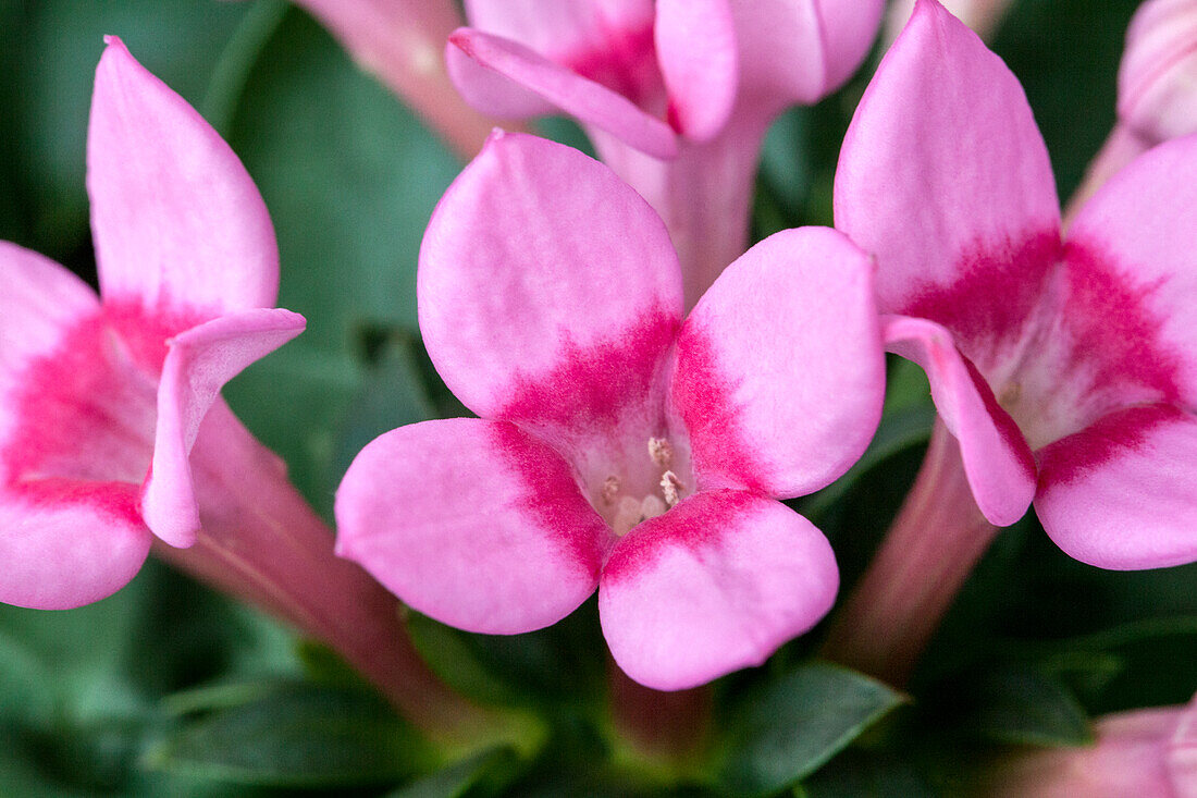 Bouvardia 'Royal Roza'