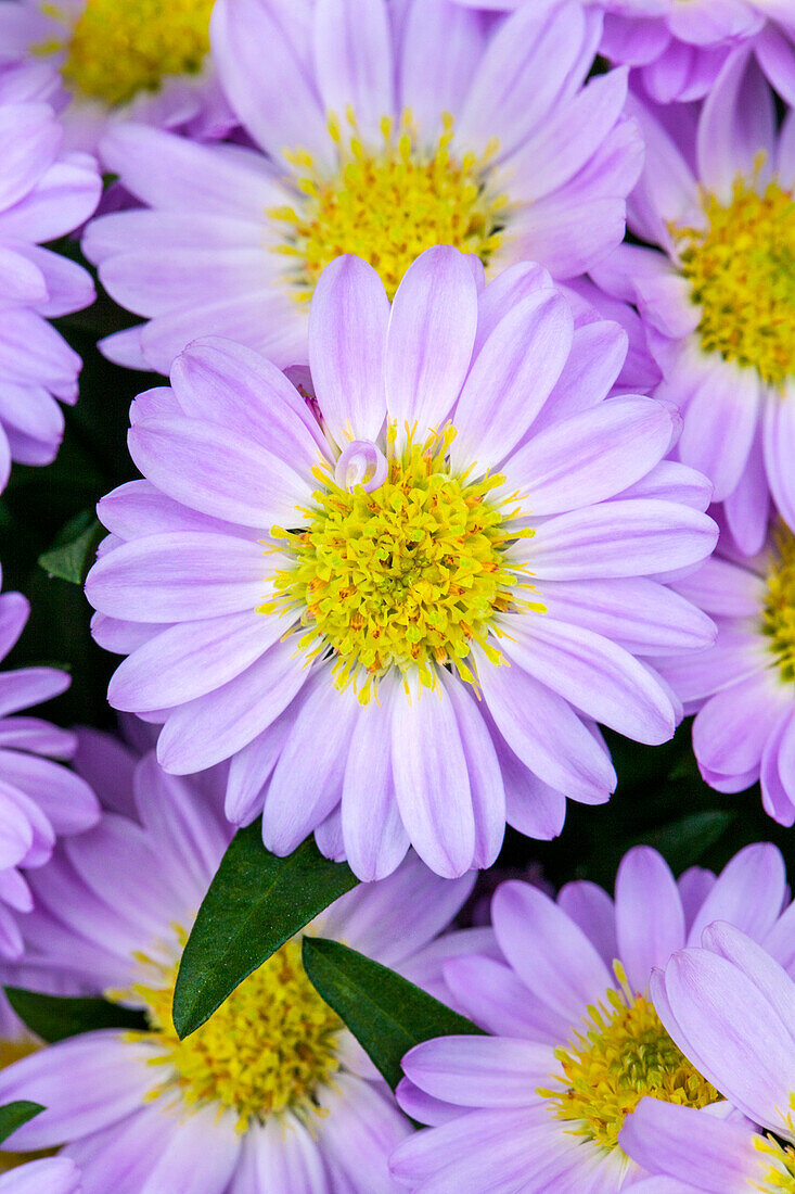 Chrysanthemum 'Tiara'® Experimental