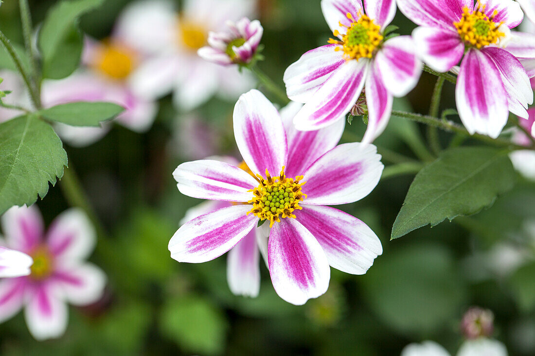 Bidens 'Fairy Light'