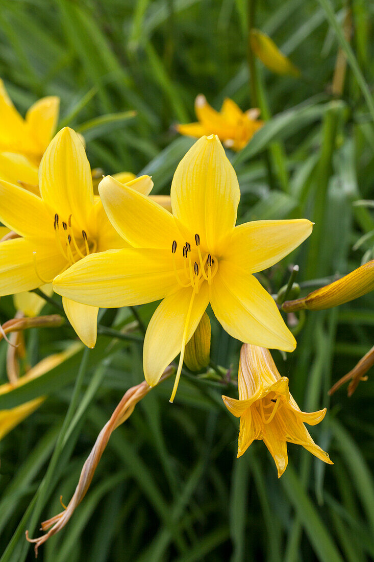 Lilium, yellow