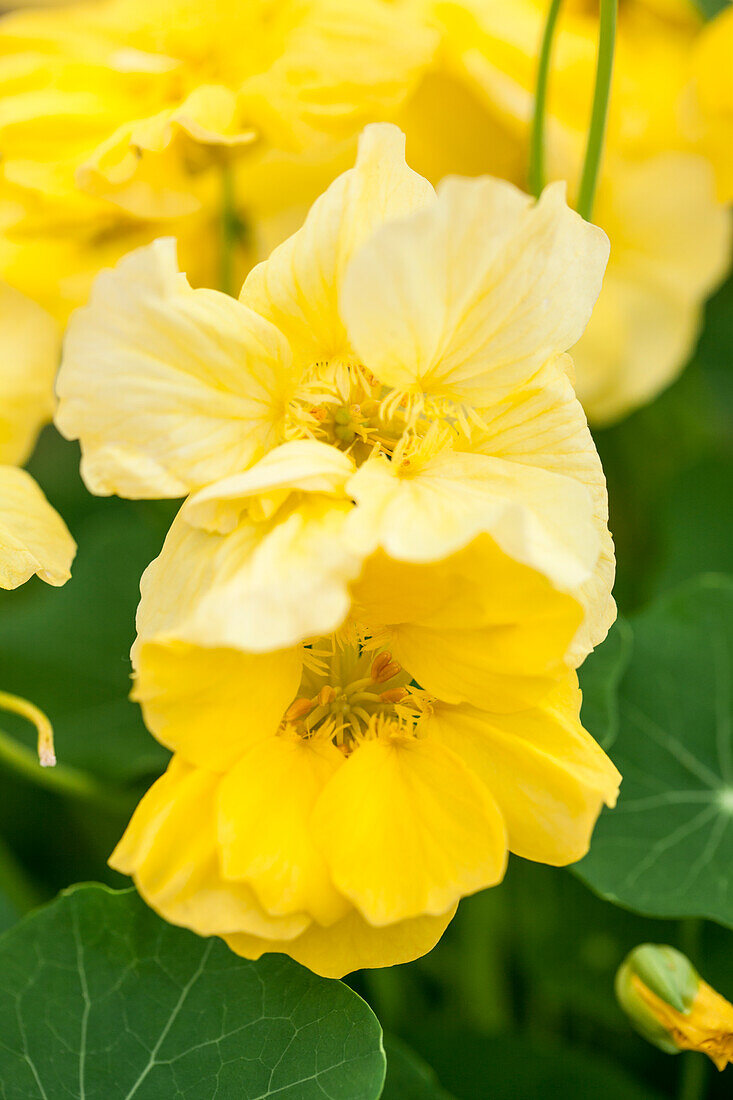 Tropaeolum majus 'Double Delight Cream'