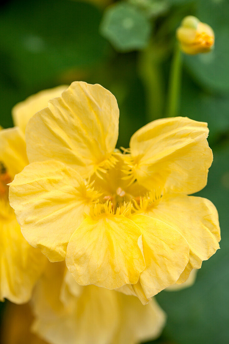 Tropaeolum majus Double Delight Cream