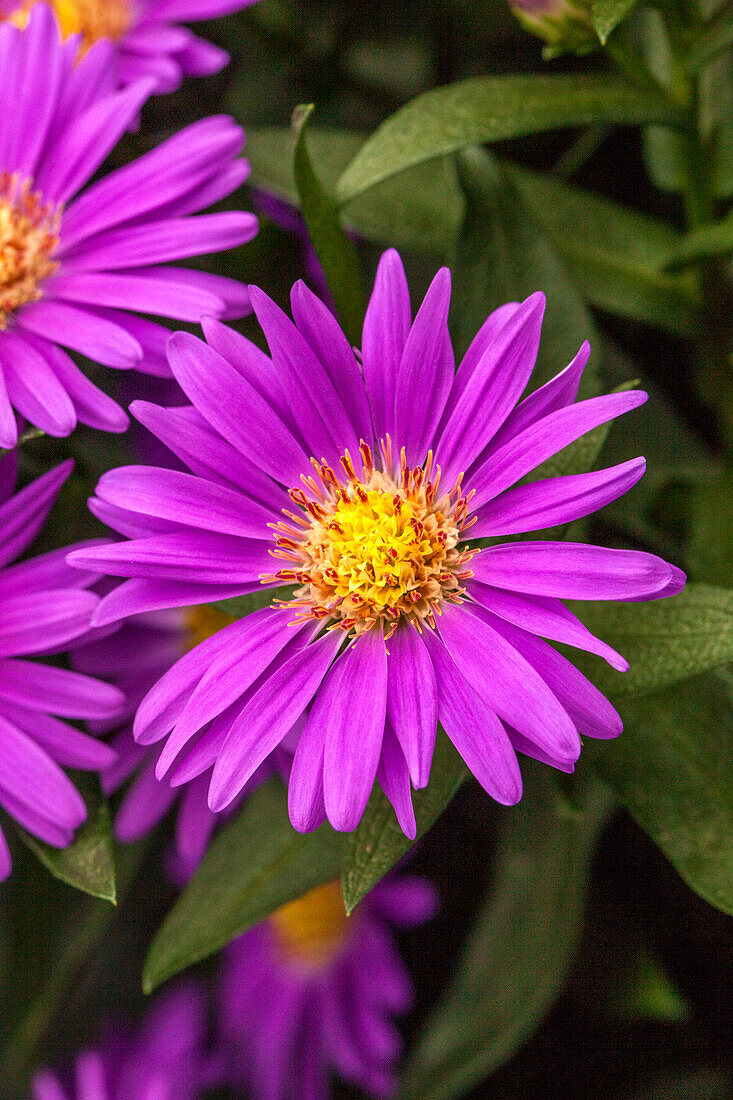 Chrysanthemum Tiara® Royal Purple