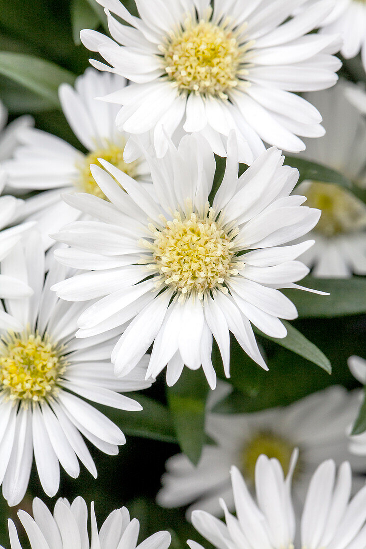 Chrysanthemum Tiara® 'Opale White'