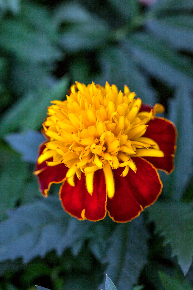 Tagetes patula 'Solan'