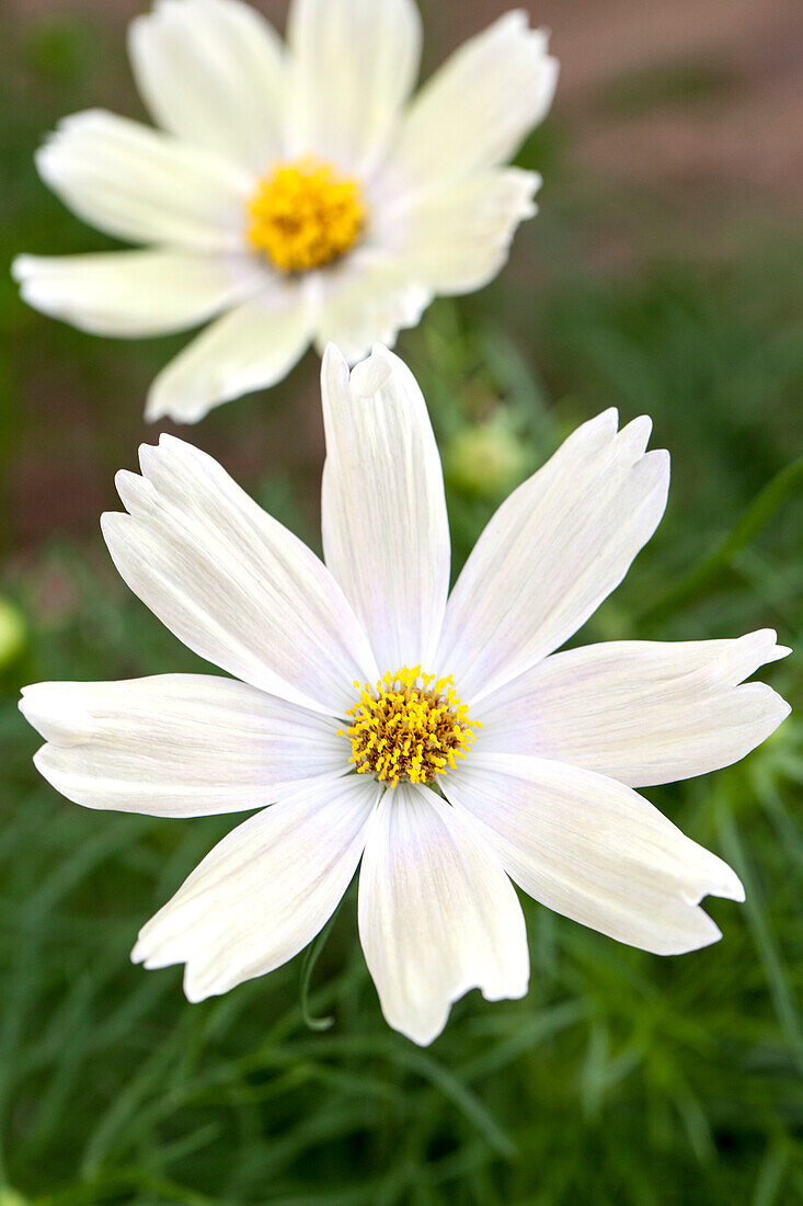 Cosmos bipinnatus 'Lemonade'