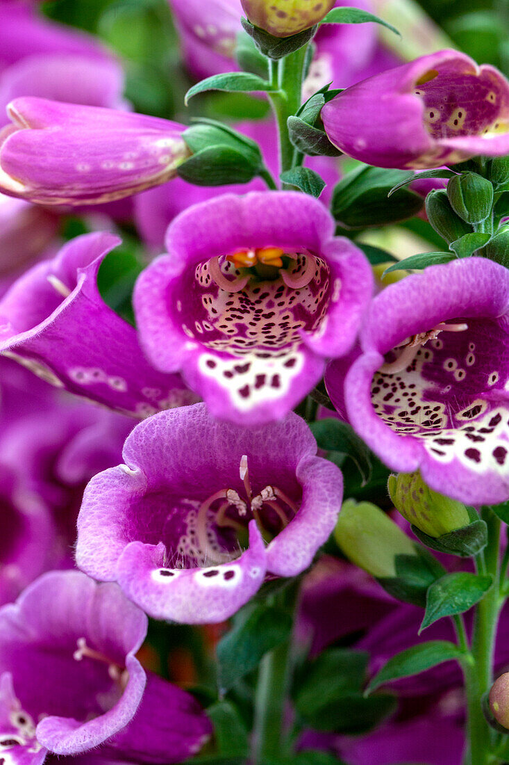 Digitalis purpurea 'Purple Carousel'