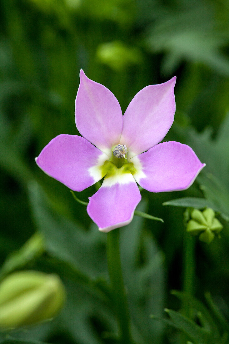 Solenopsis hybrida 'Megastar Pink'