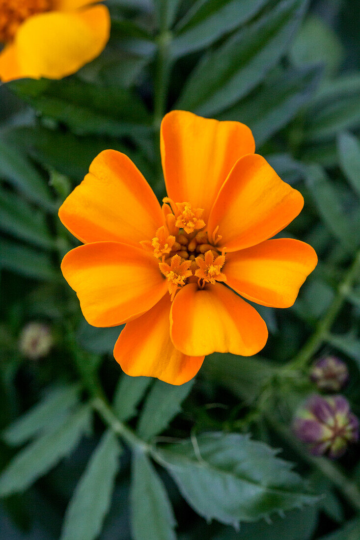 Tagetes patula 'Bambino'