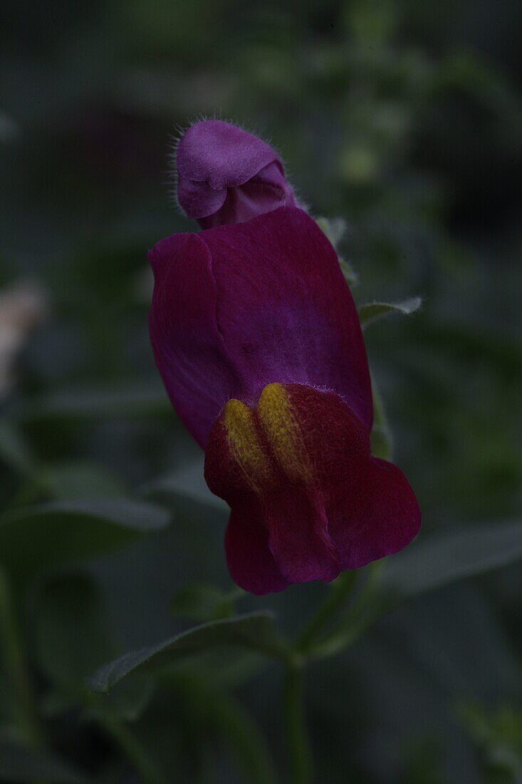 Antirrhinum 'Magic Lanterns'