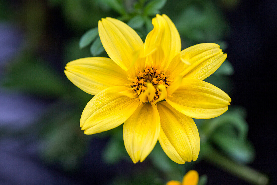 Bidens ferulifolia Pirates 'Booty'