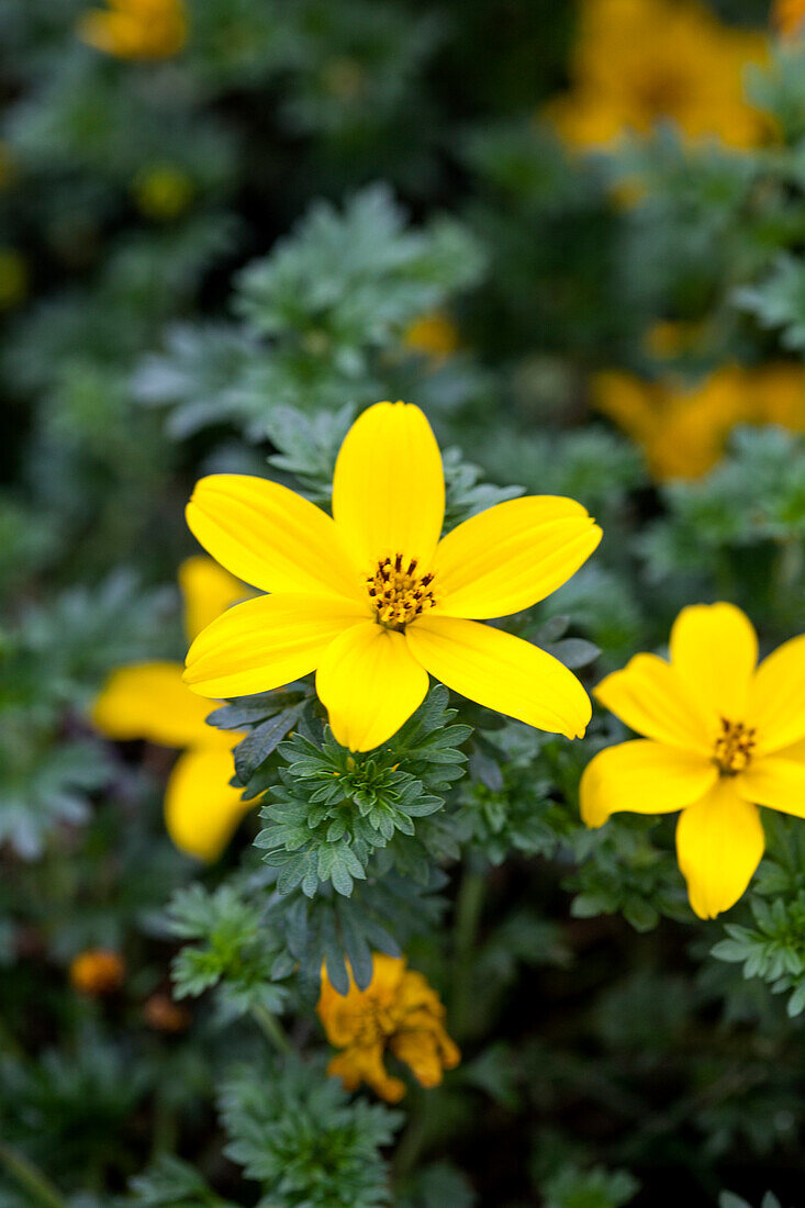 Bidens ferulifolia Pirates 'Medallion'