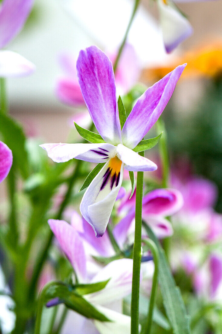 Viola 'Bunny Ears'