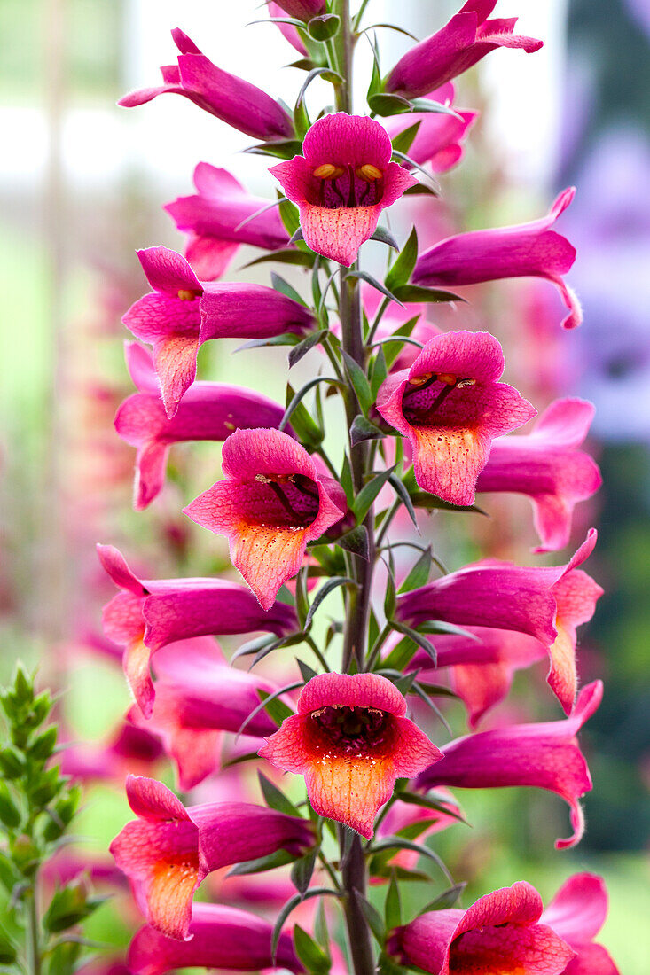 Digitalis x isoplexis 'Illumination Raspberry'