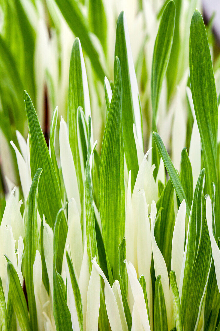 Cyperus zumula 'Tabby'