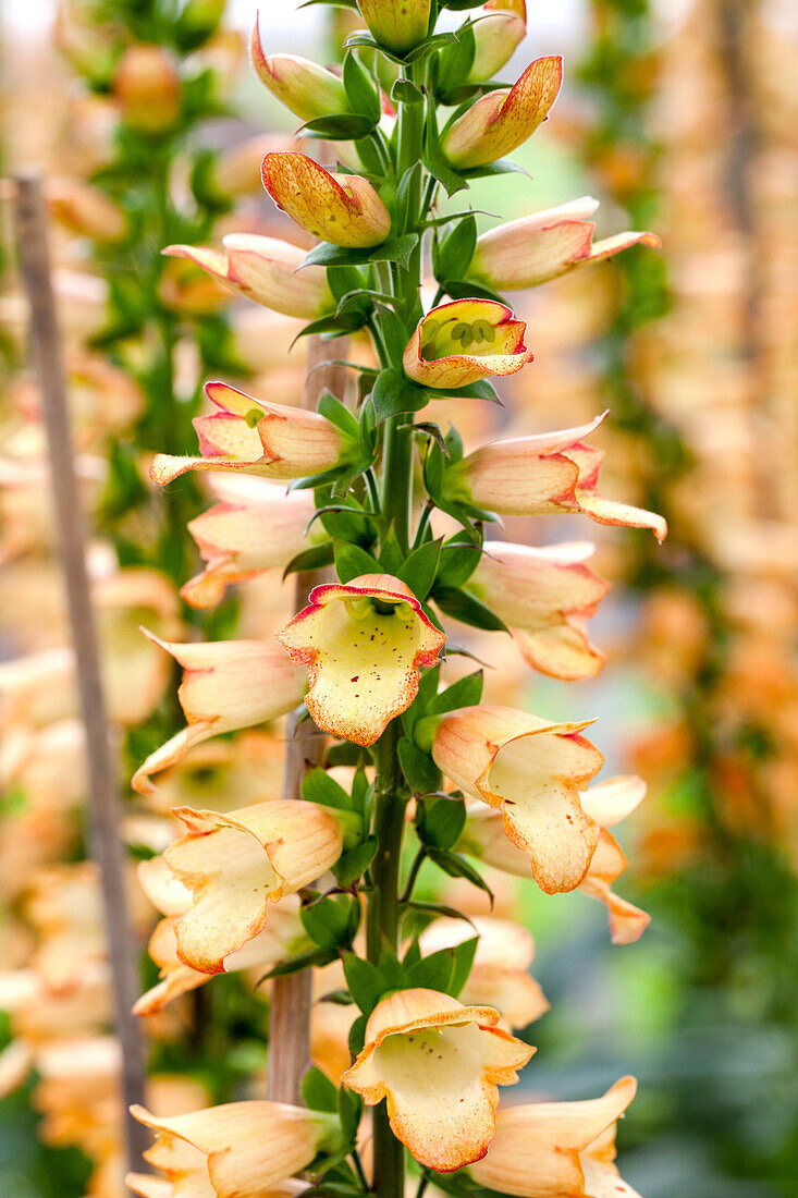 Digitalis x isoplexis 'Illumination Apricot'