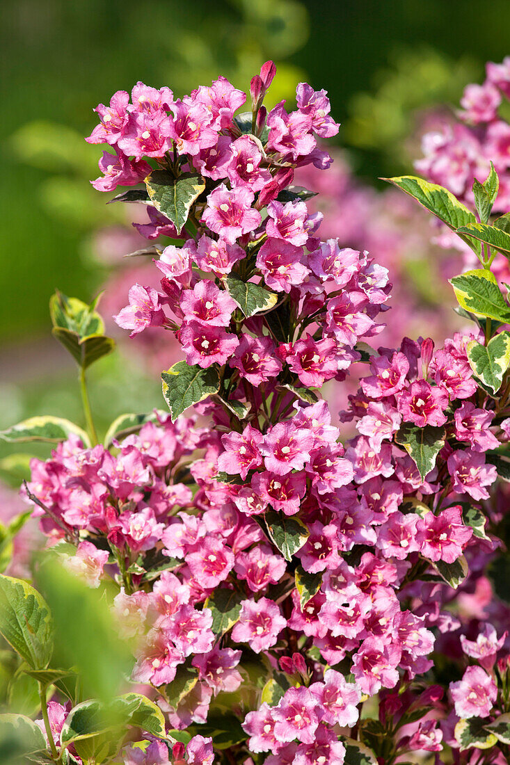 Weigela florida 'Nana Variegata'