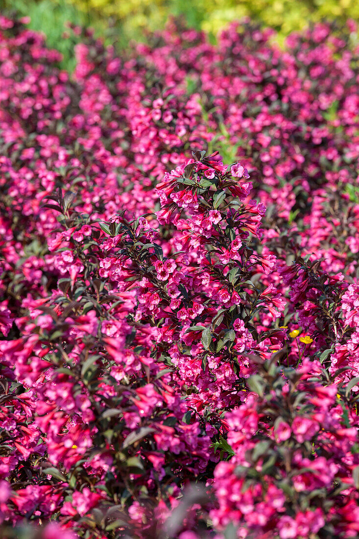 Weigela florida 'Victoria'