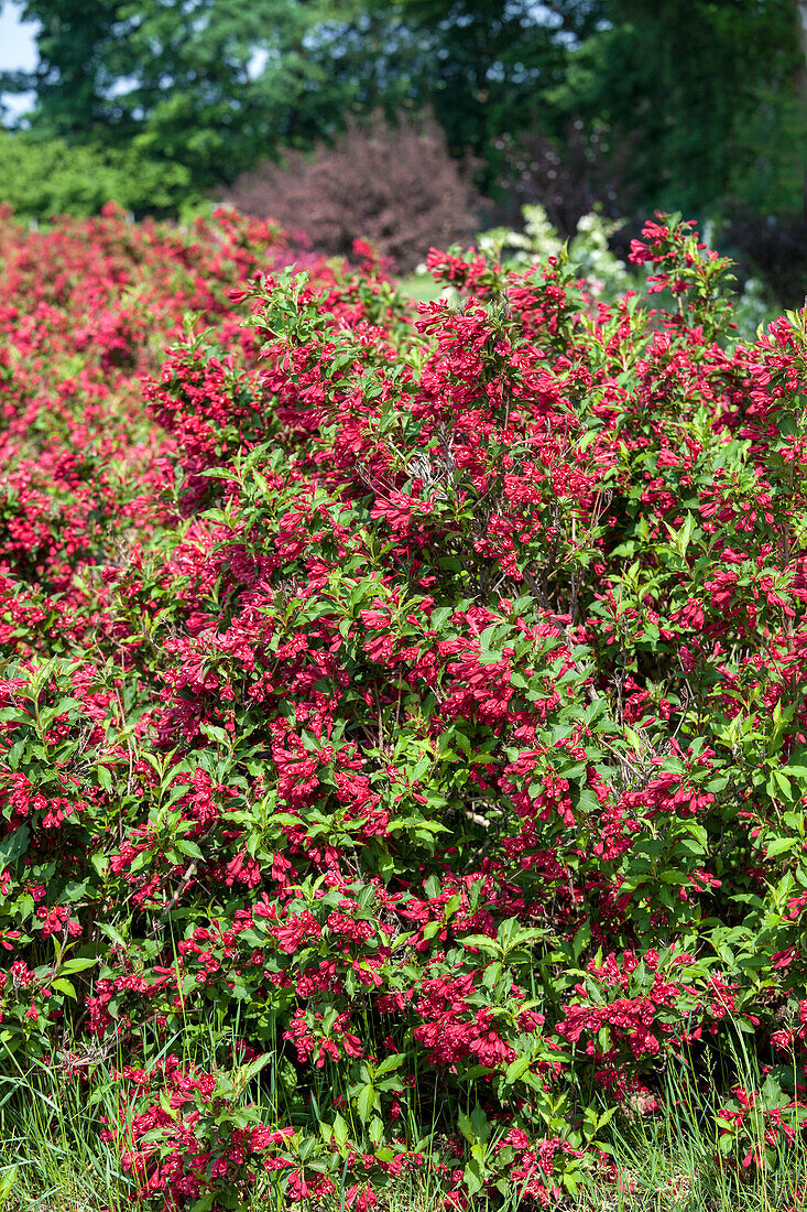 Weigela 'Red Prince'