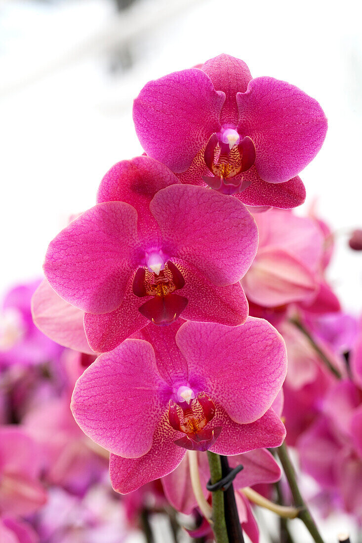 Phalaenopsis 'Mephisto'