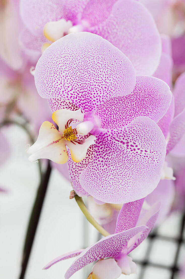 Phalaenopsis 'Hermine'