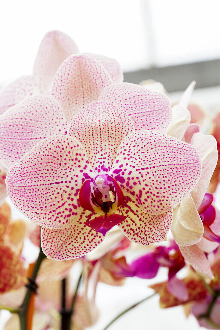 Phalaenopsis 'Bijan'