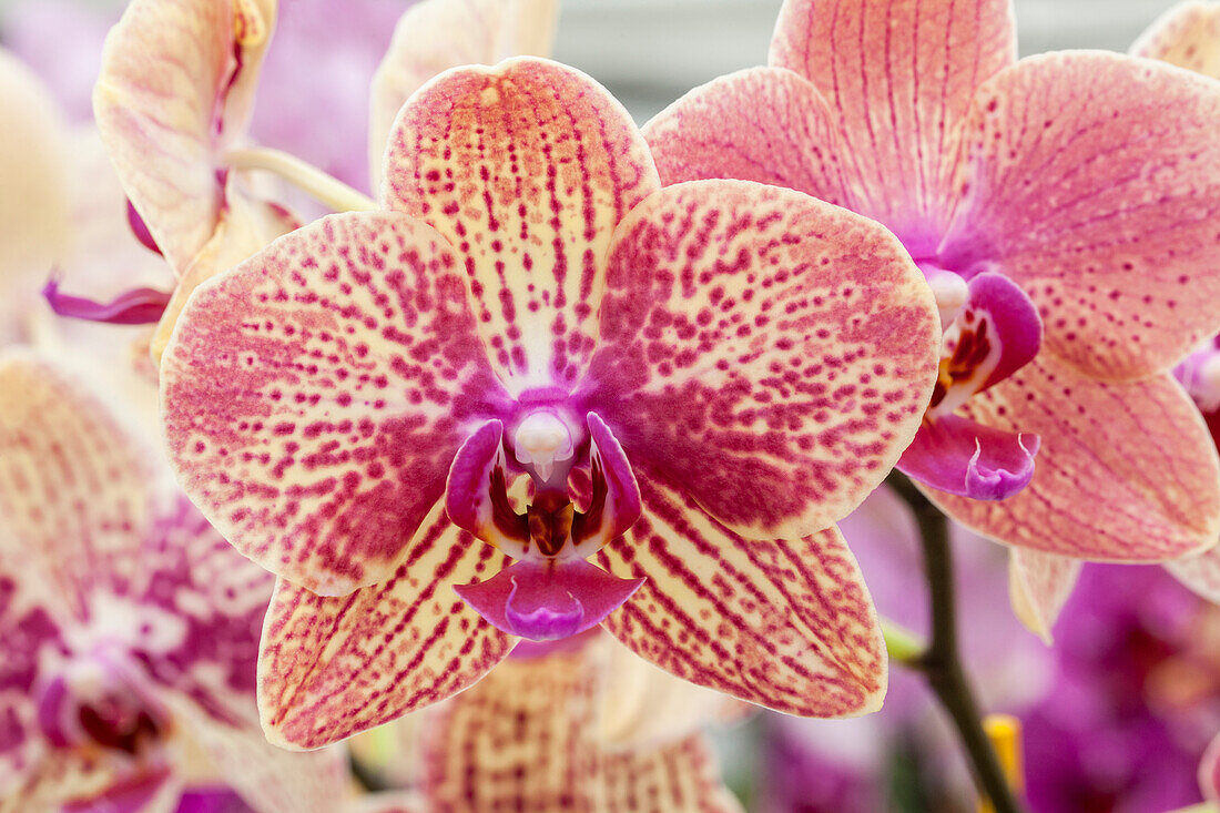 Phalaenopsis Banu