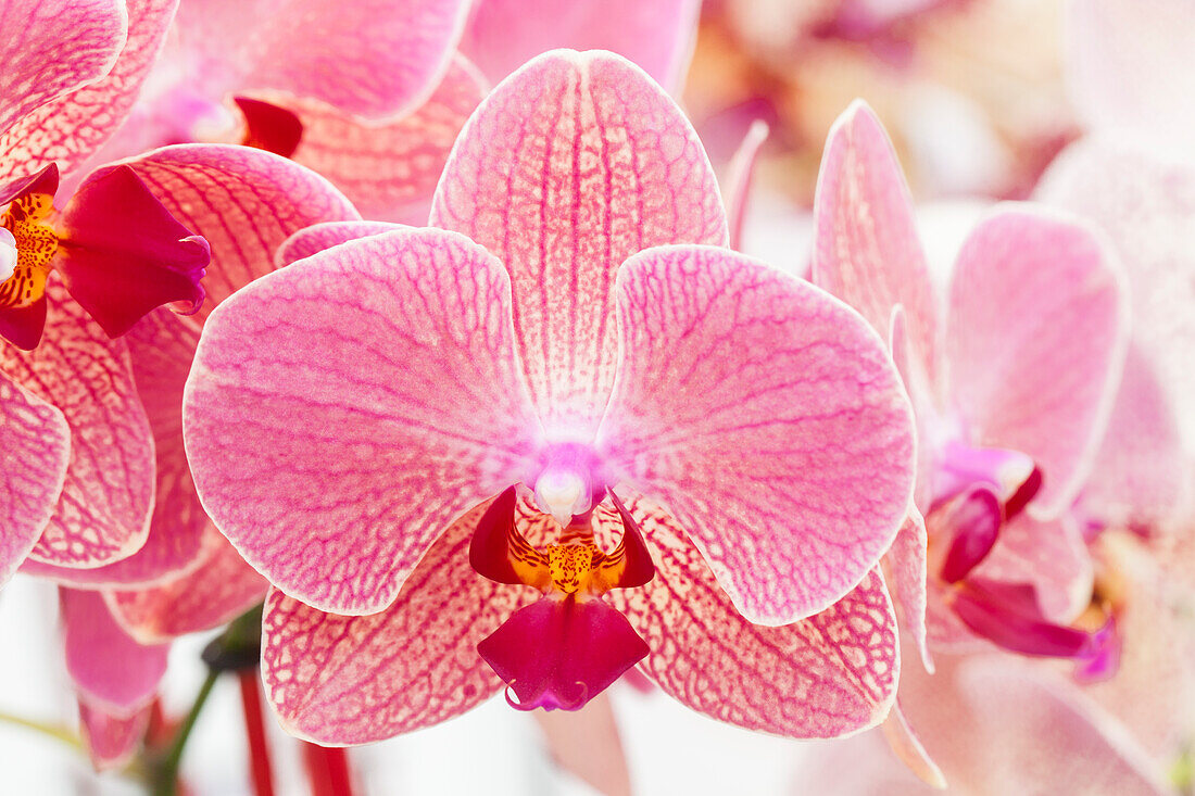 Phalaenopsis 'Shapur'