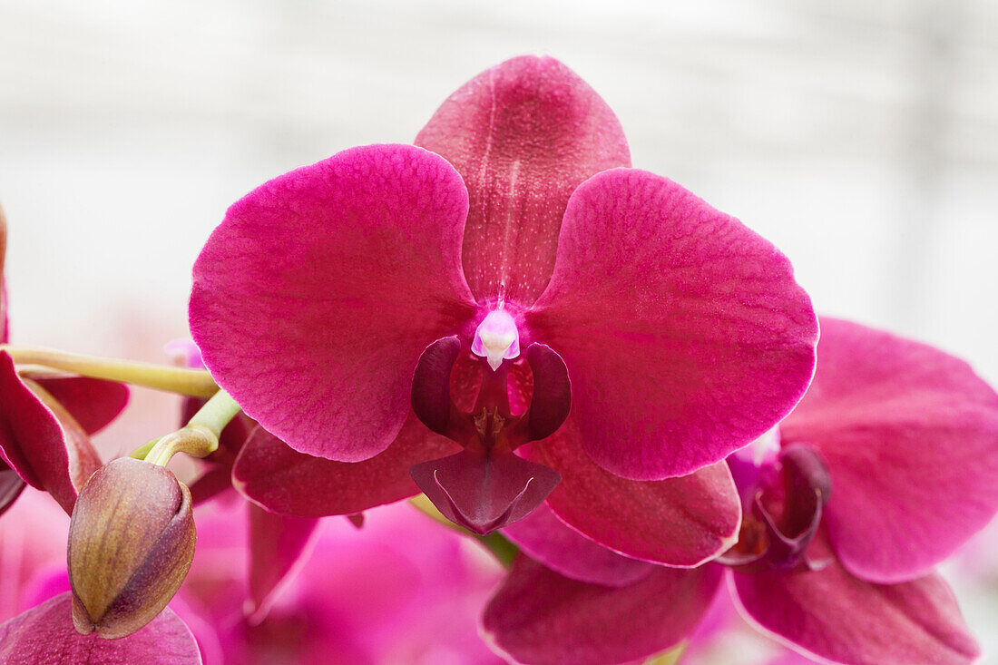 Phalaenopsis 'Sarasto'®