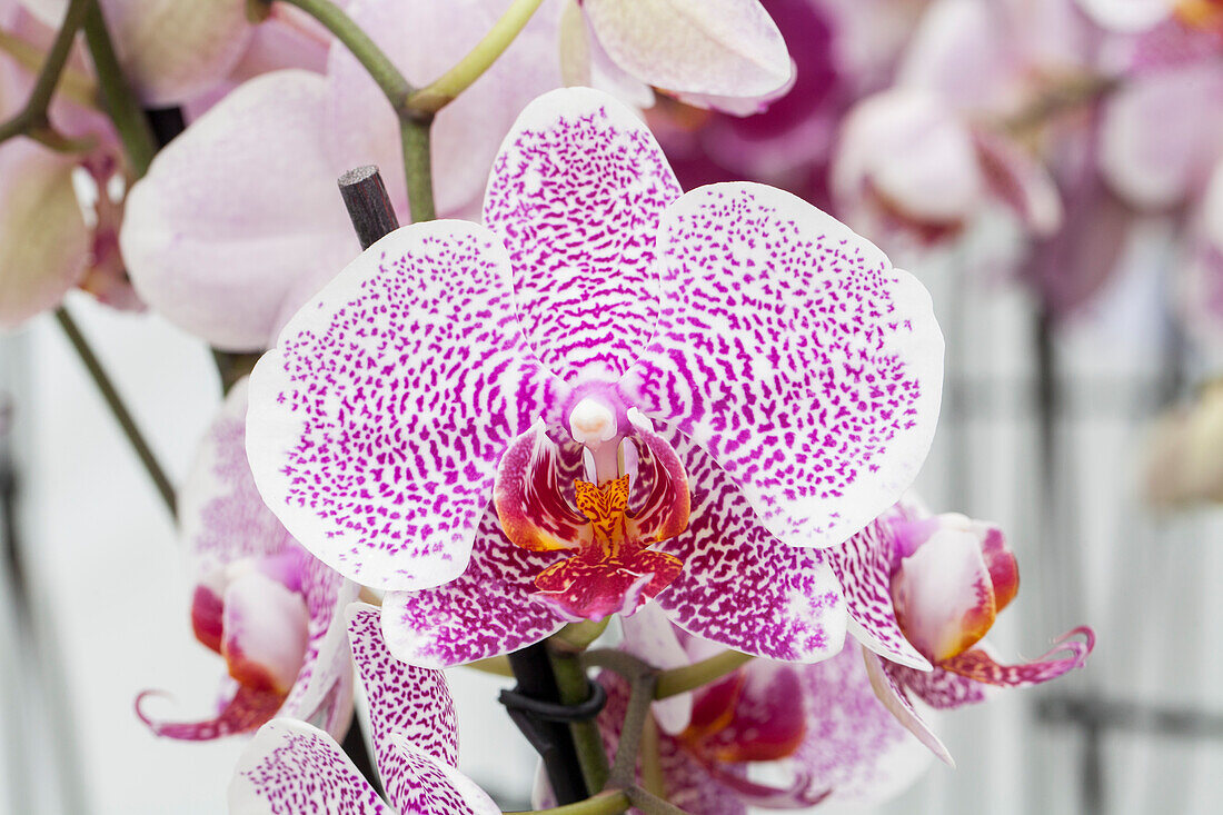 Phalaenopsis 'Shirin'.