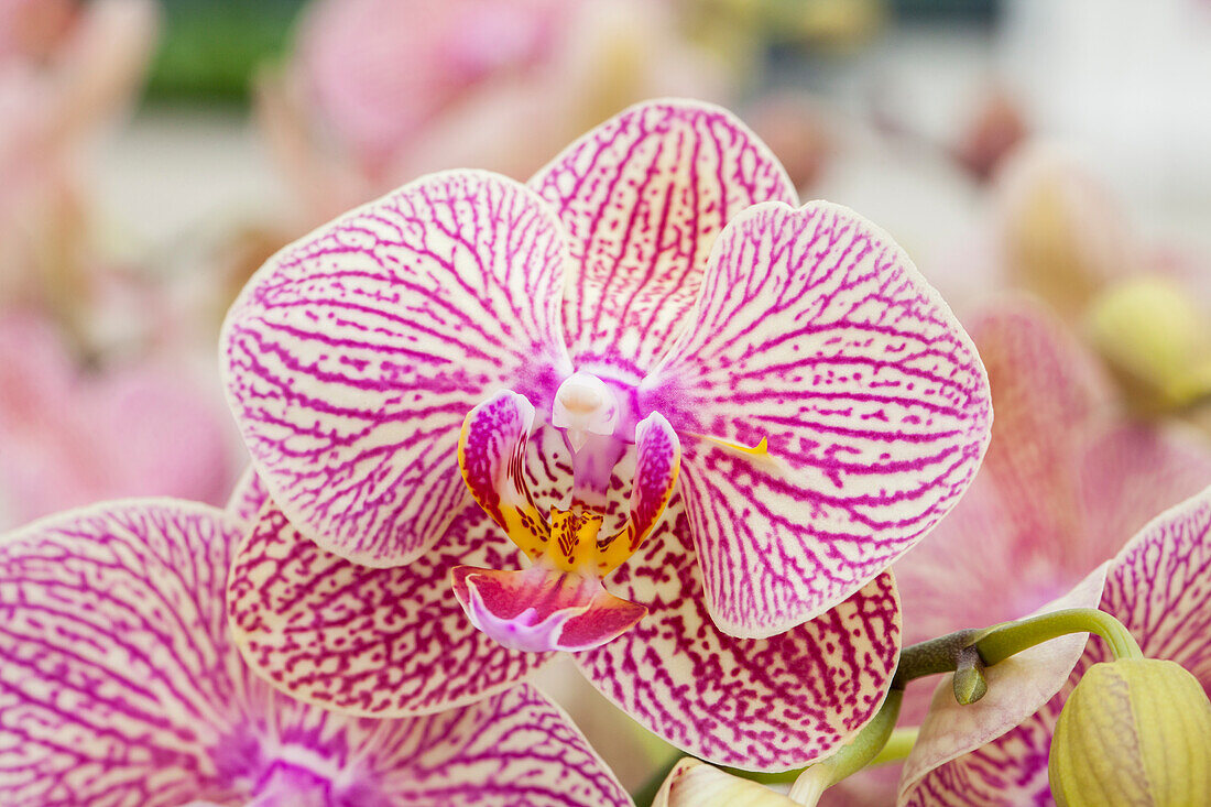 Phalaenopsis 'Safir'®