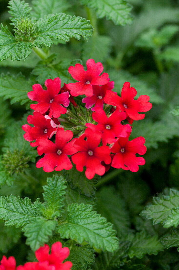 Verbena Samira® Scarlet