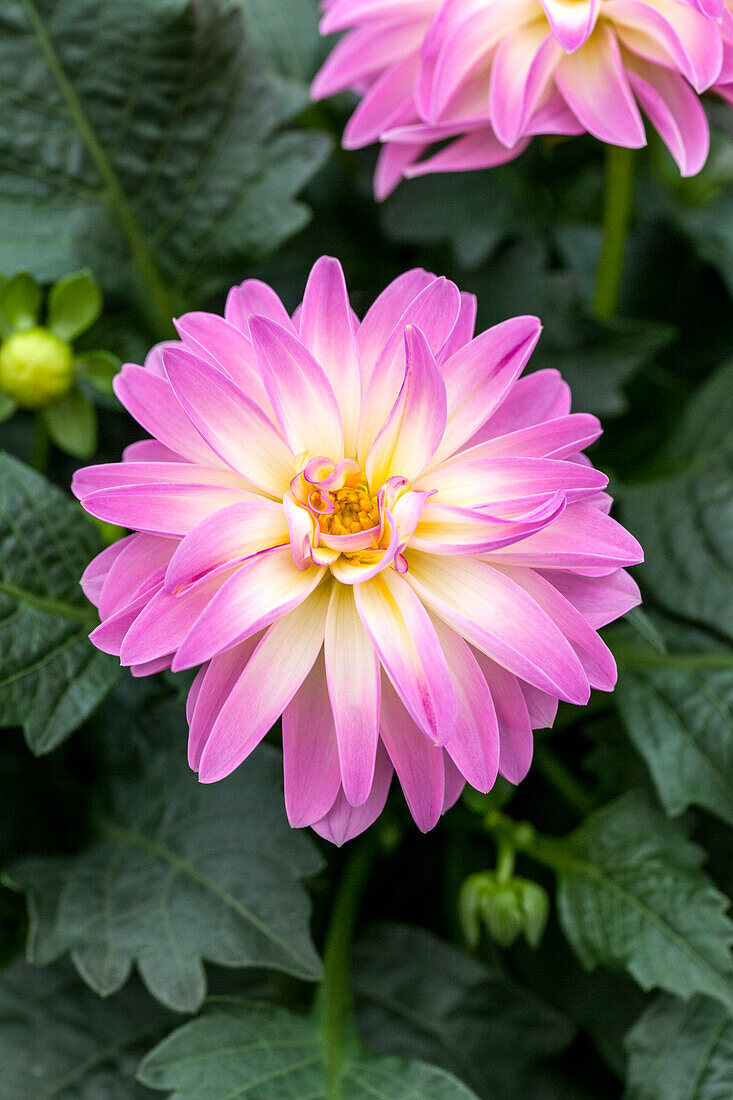 Dahlia x hortensis Lubega® 'Power Rose Bicolor'