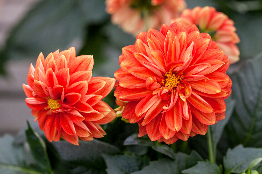 Dahlia x hydrangea Lubega® 'Power Orange