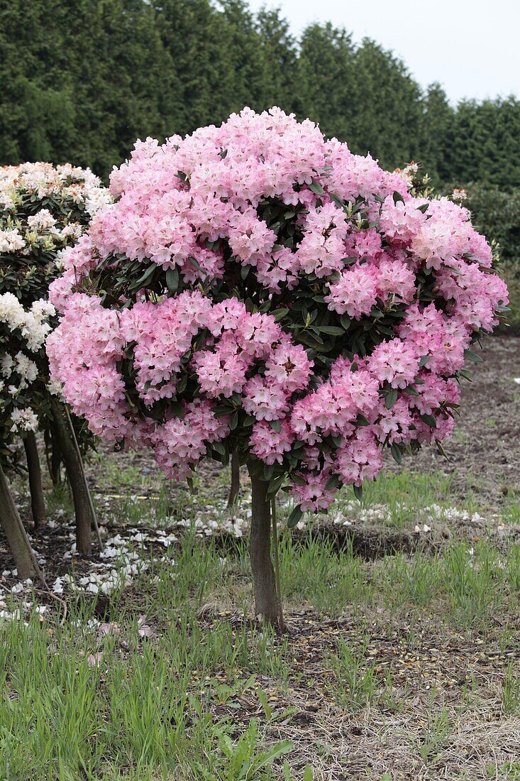 Rhododendron, stem
