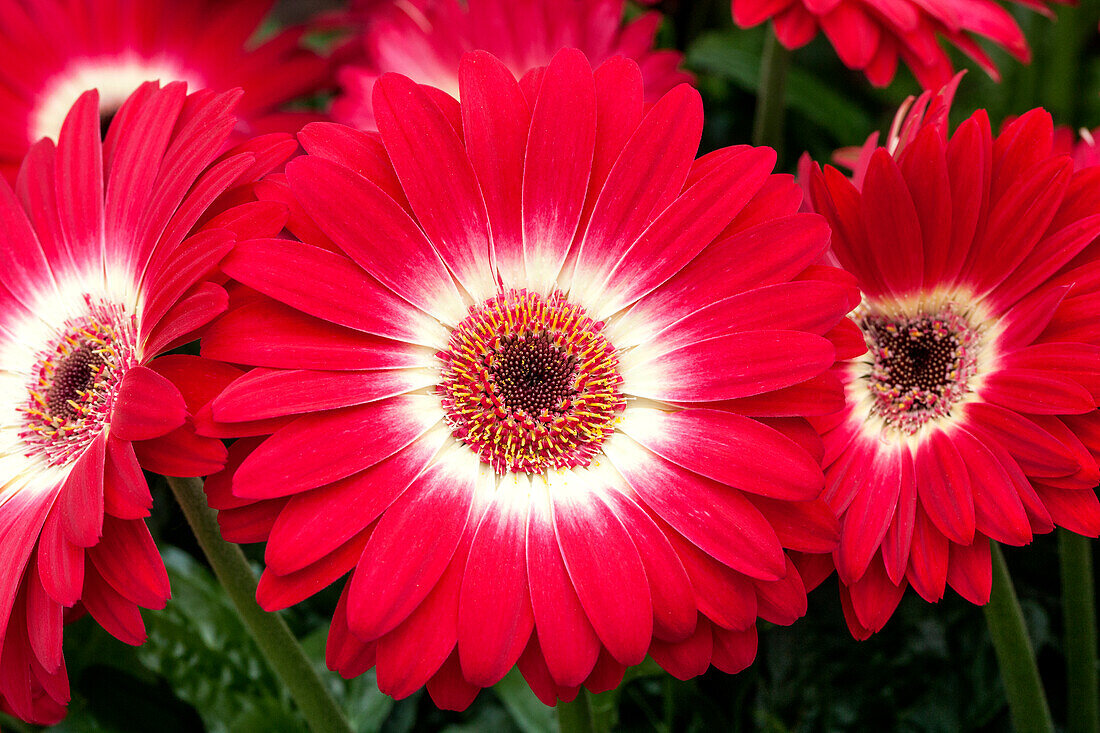 Gerbera jamesonii 'Revolution Bicolor Rose White'