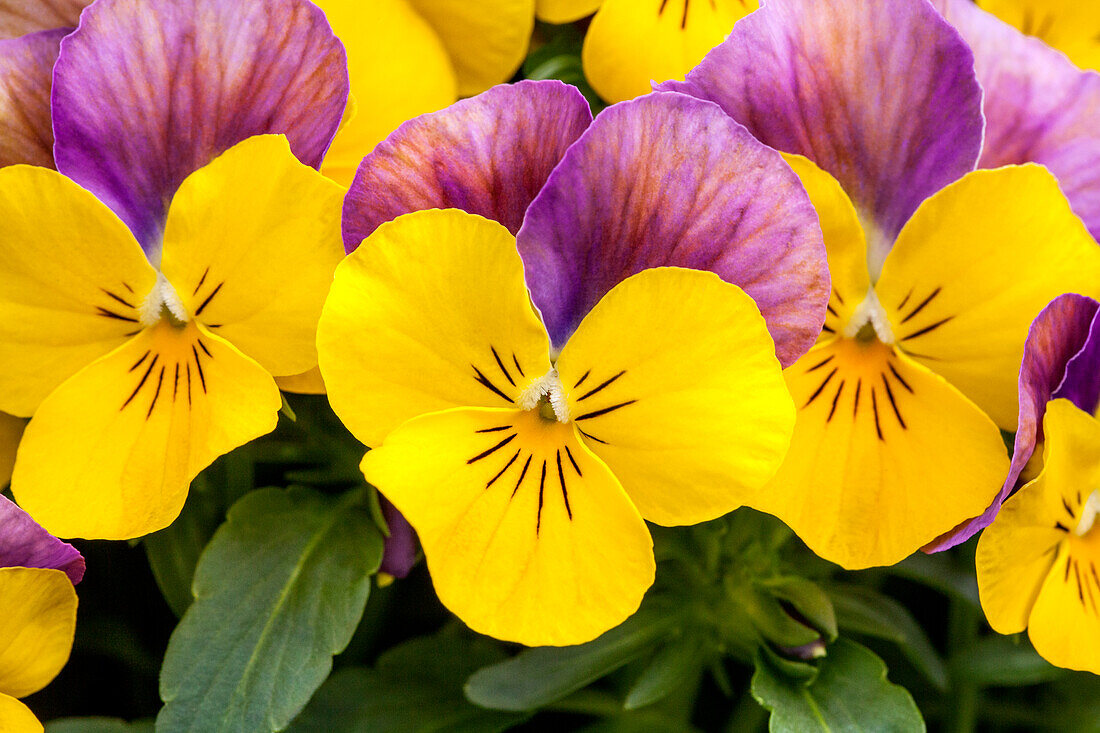 Viola cornuta 'Sorbet® XP Yellow Pink Jump Up