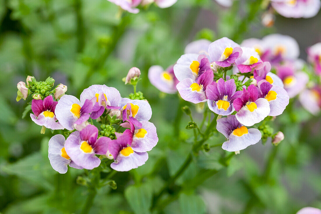 Nemesia fruticans Mareto® 'Bicolor Magenta'