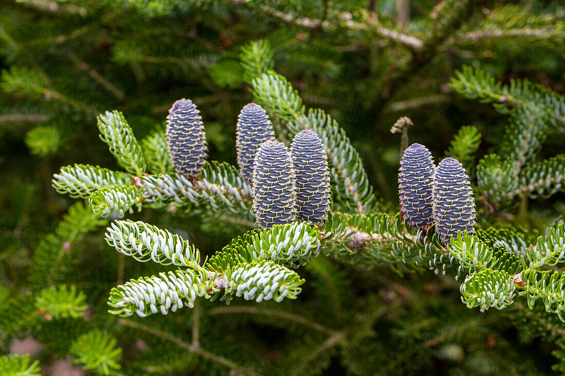 Abies koreana 'Horstmann's Silberlocke '®