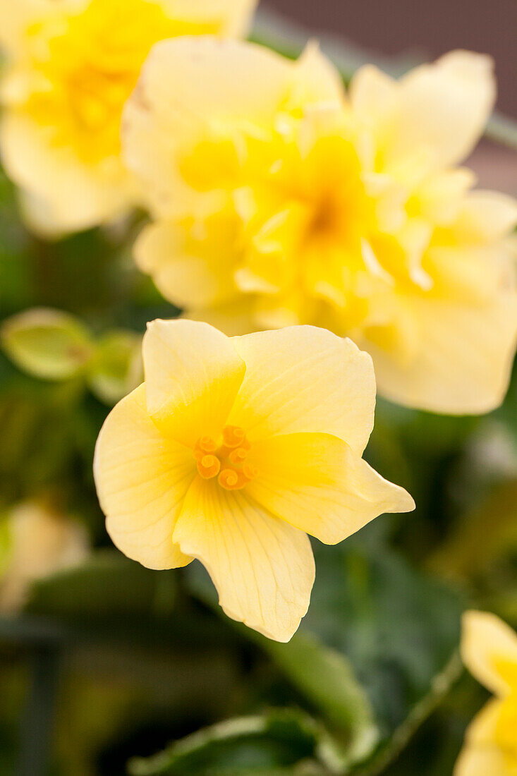 Begonia boliviensis Bellavista® Double Yellow
