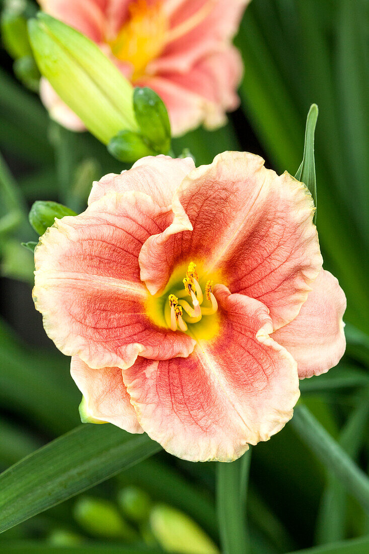 Hemerocallis 'Little Anna Rosa