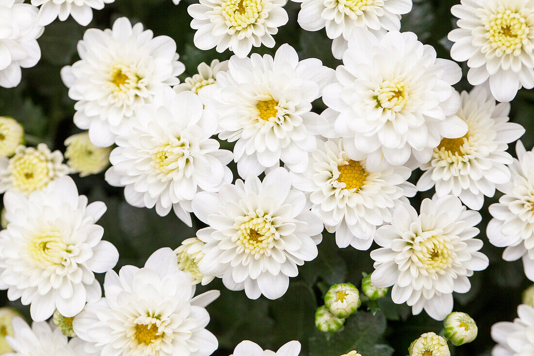 Chrysanthemum indicum Skyfall® White