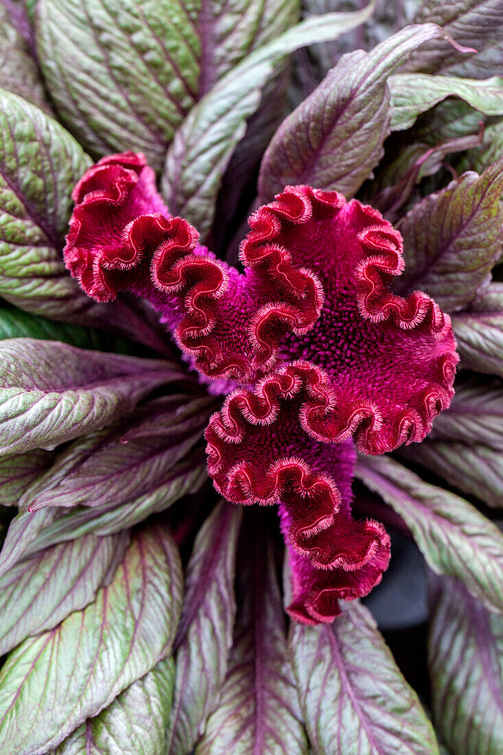 Celosia argentea var. cristata 'Dracula'