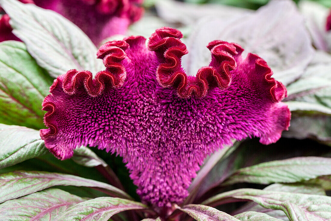 Celosia argentea var. cristata 'Dracula'