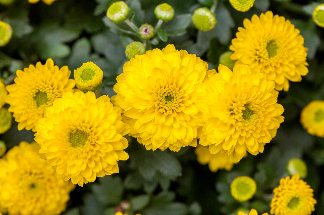 Chrysanthemum indicum Skyfall® 'Yellow'