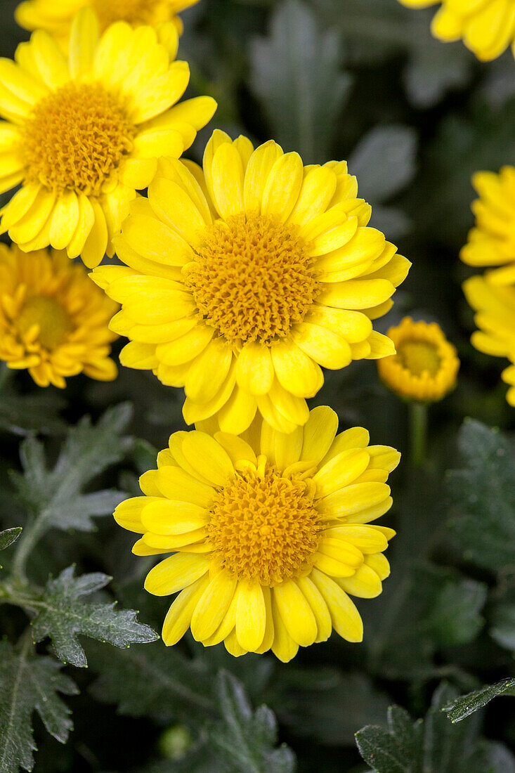 Chrysanthemum indicum 'Fancy That!'